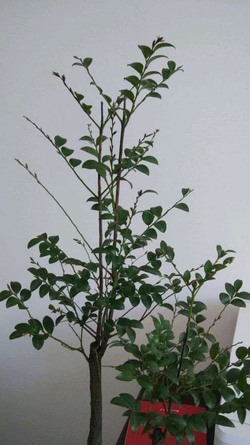 黑骨茶下山桩掉叶子 不长新芽了