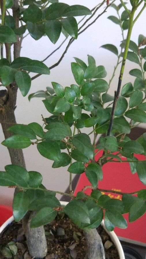 黑骨茶下山桩掉叶子 不长新芽了