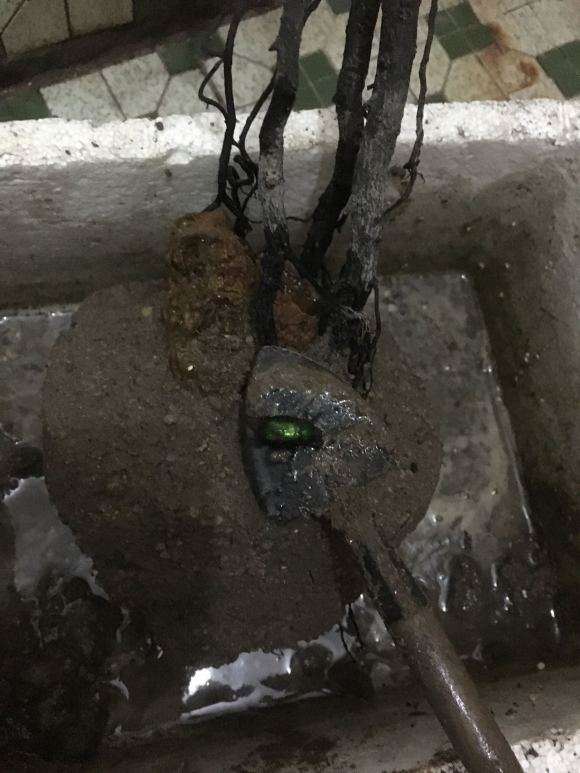 黑骨茶下山桩叶子发黑发软是什么原因