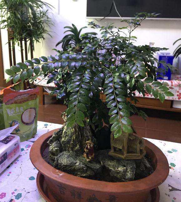 这是黑骨茶下山桩吗 300元买的