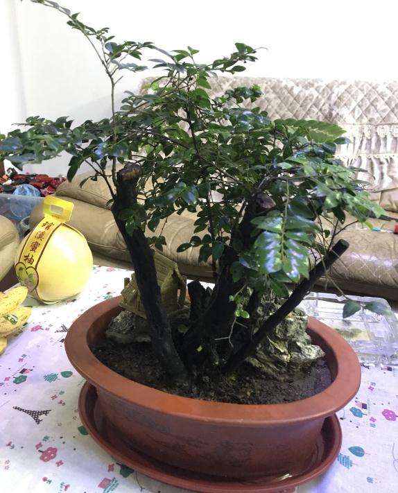 这是黑骨茶下山桩吗 300元买的