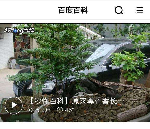 为什么黑骨茶下山桩能当成小叶紫檀