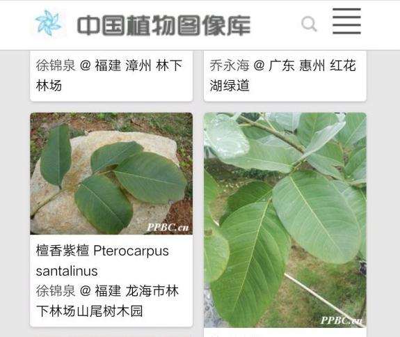 为什么黑骨茶下山桩能当成小叶紫檀