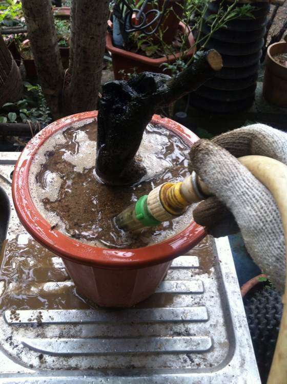 沙养黑骨茶下山桩放在阳台几天浇水