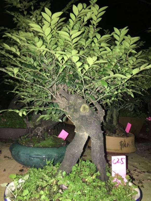 黑骨茶下山桩到底该怎么浇水施肥