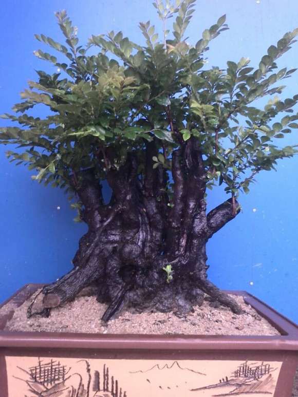 我的最大的一盆黑骨茶下山桩