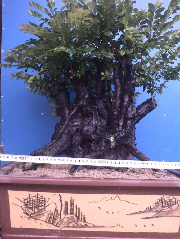 我的最大的一盆黑骨茶下山桩