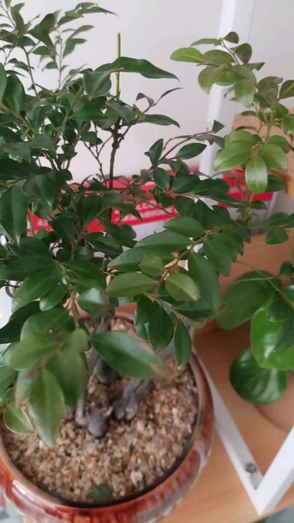 黑骨茶下山桩叶子发干 怎么办 图片