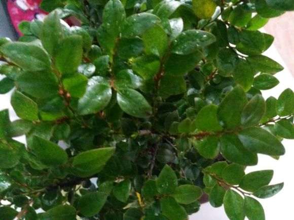 黑骨茶下山桩冬天最低多少度