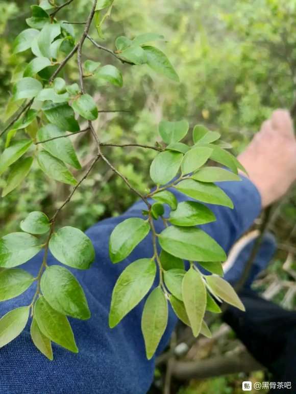 这是黑骨茶下山桩 还是岩柿 图片