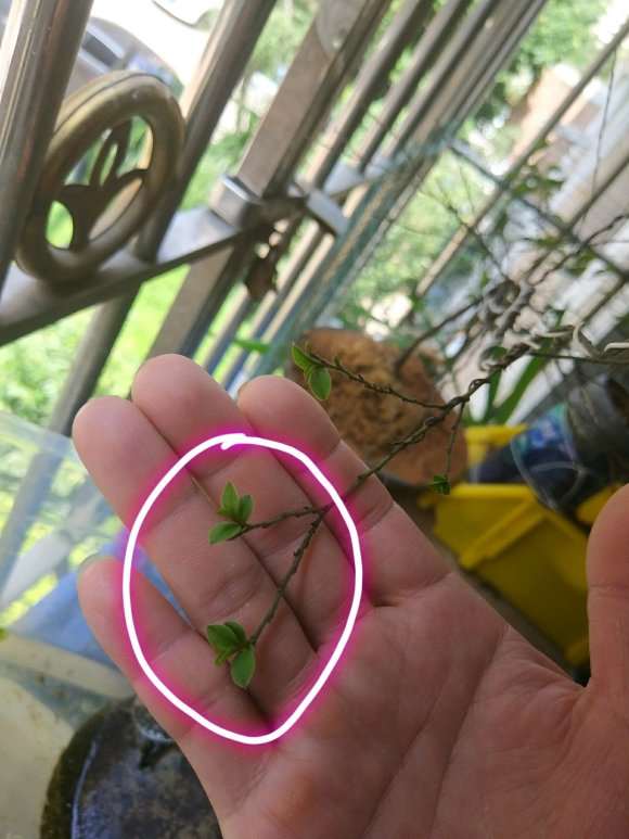 黑骨茶下山桩晒多了就会变成红色的芽吗