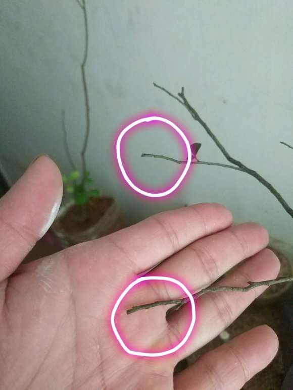 黑骨茶下山桩晒多了就会变成红色的芽吗