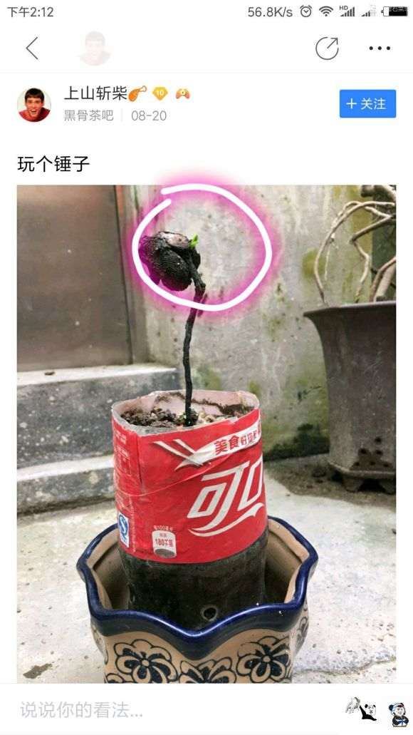 黑骨茶下山桩晒多了就会变成红色的芽吗