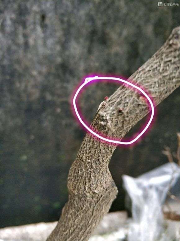 黑骨茶下山桩晒多了就会变成红色的芽吗