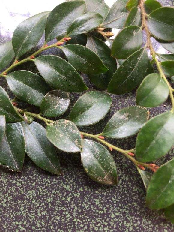 这是黑骨茶下山桩的什么病害