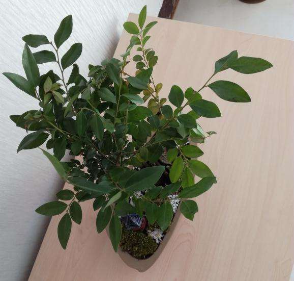 黑骨茶下山桩包邮79元 贵不贵啊 图片