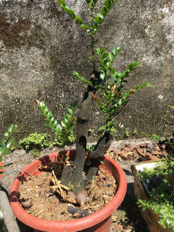 广西也有黑骨茶下山桩 请不要拿岩柿来冒充