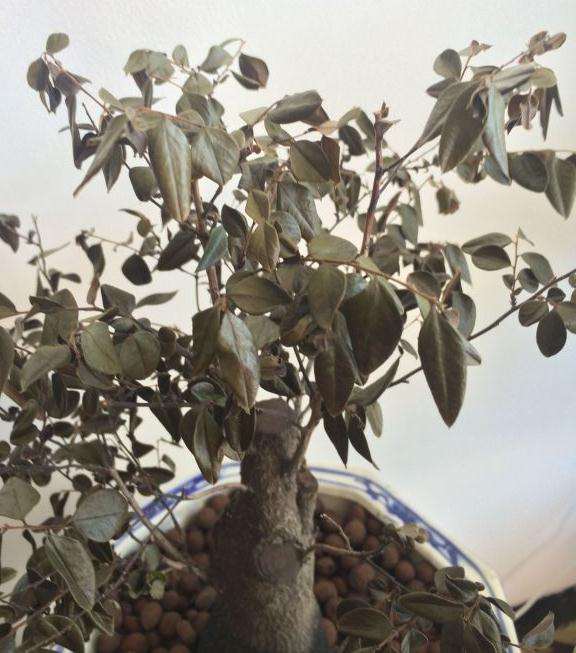 黑骨茶下山桩叶子都掉了 怎么办 图片