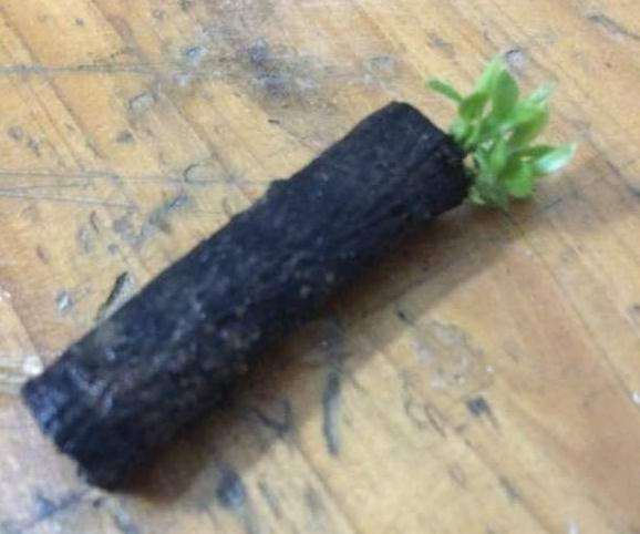 黑骨茶下山桩扦插 叶子长得挺好