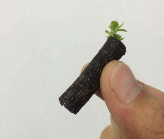 黑骨茶下山桩扦插 叶子长得挺好