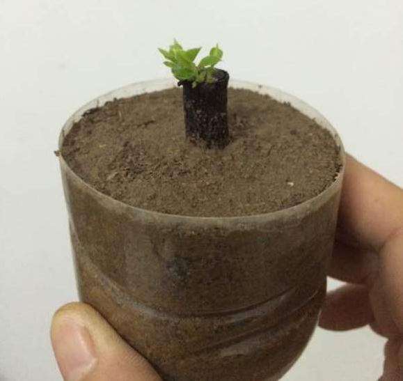 黑骨茶下山桩扦插 叶子长得挺好