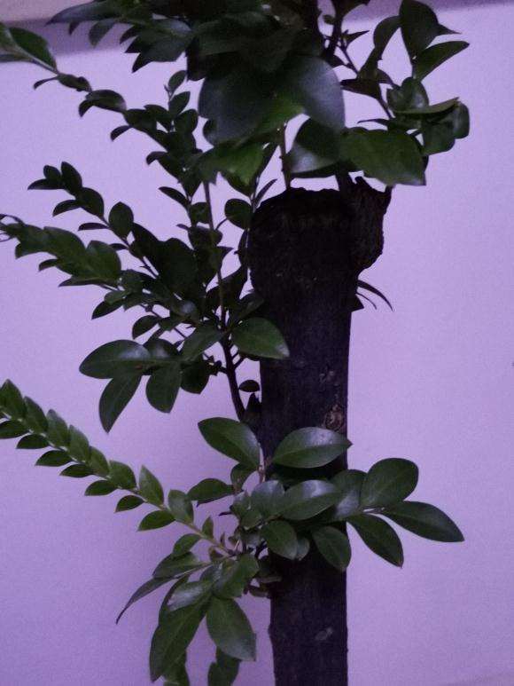 黑骨茶下山桩叶子慢慢发卷 变干 怎么办