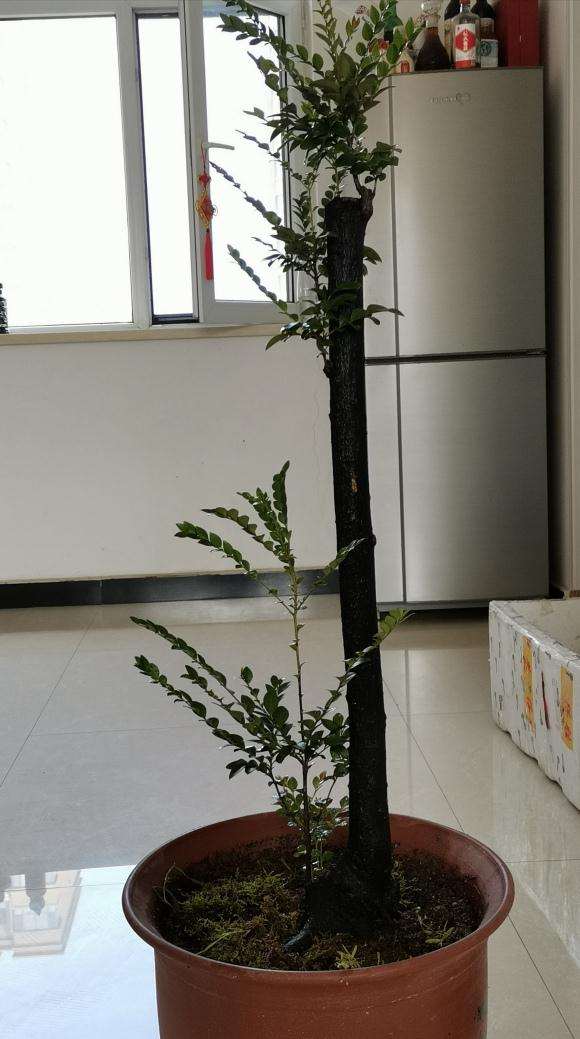 黑骨茶下山桩叶子慢慢发卷 变干 怎么办