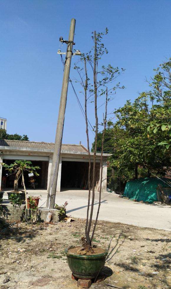 今天挖的超高黑骨茶下山桩