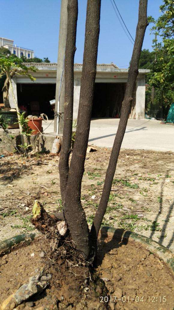 今天挖的超高黑骨茶下山桩