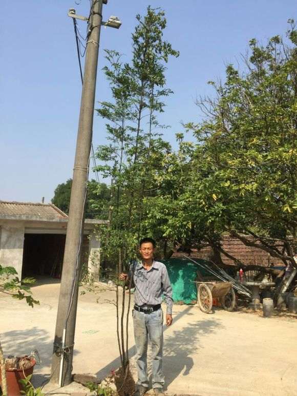 今天挖的超高黑骨茶下山桩