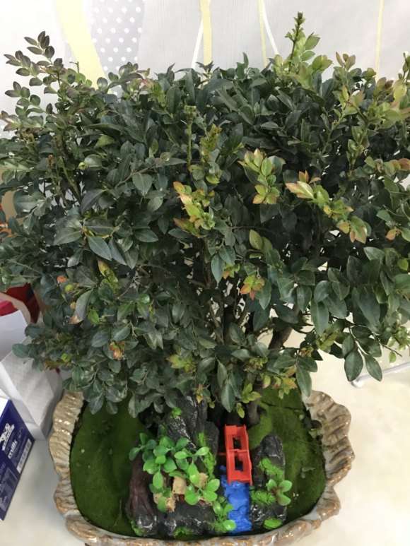 这是黑骨茶下山桩吗 400元买的 图片