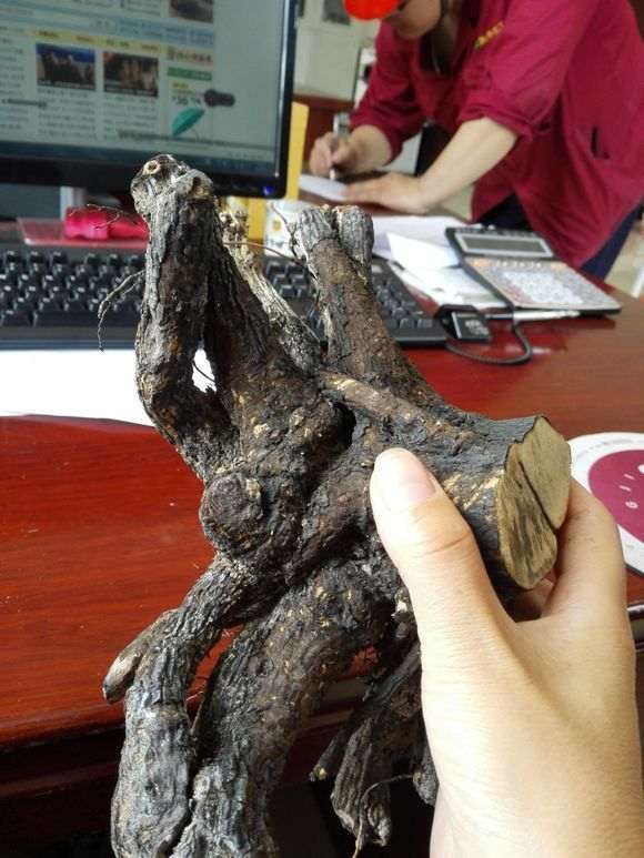 黑骨茶下山桩的树干能做手串吗