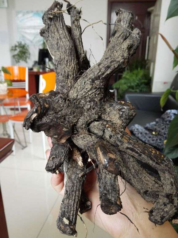 黑骨茶下山桩的树干能做手串吗