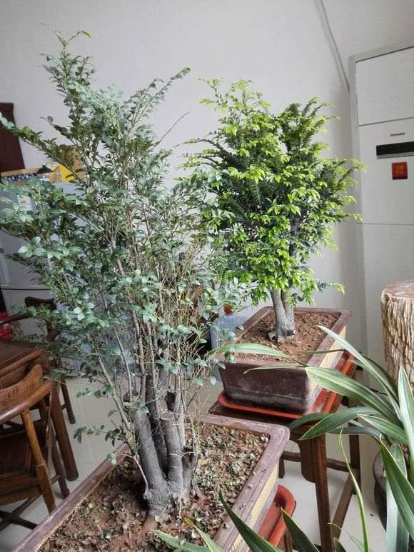 黑骨茶下山桩的树干能做手串吗