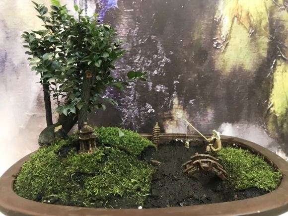 黑骨茶下山桩总掉叶子 怎么回事啊