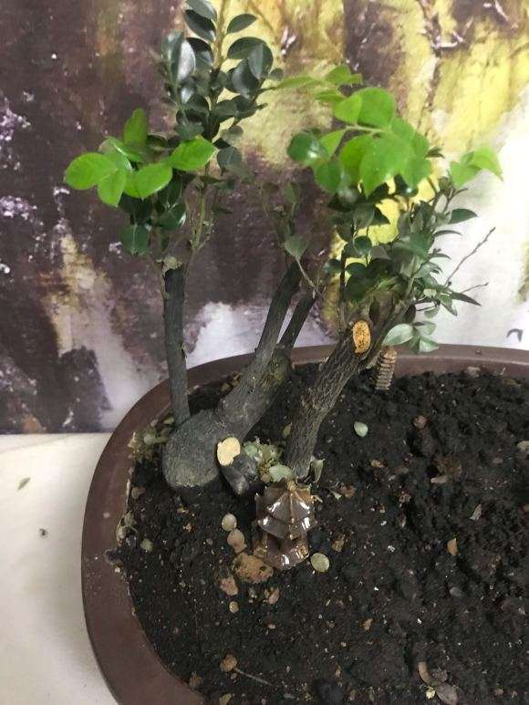 黑骨茶下山桩总掉叶子 怎么回事啊