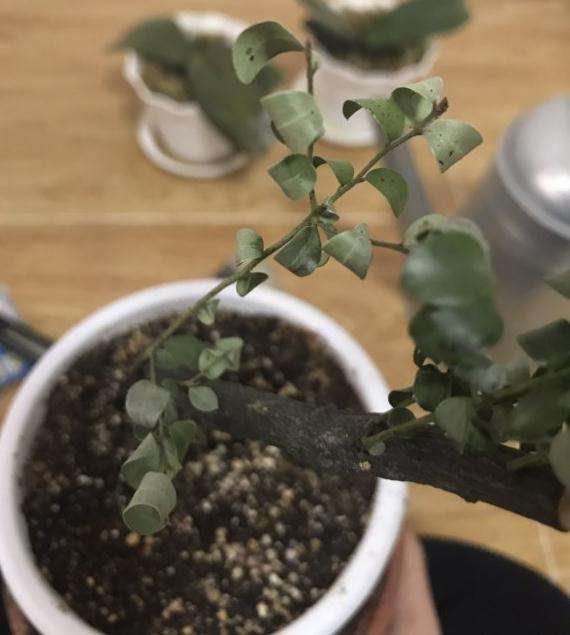 黑骨茶下山桩的叶子打卷了是什么原因