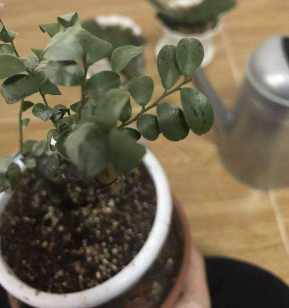 黑骨茶下山桩的叶子打卷了是什么原因