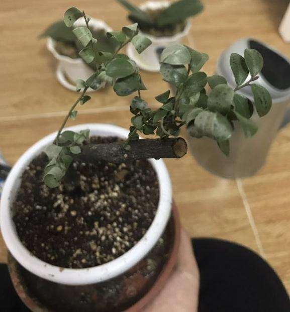 江门哪里有大批黑骨茶下山桩卖