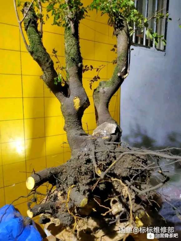 广西黑骨茶下山桩北方怎么养