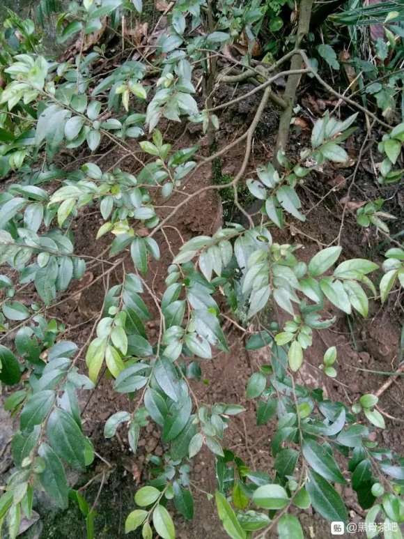 广西黑骨茶下山桩北方怎么养