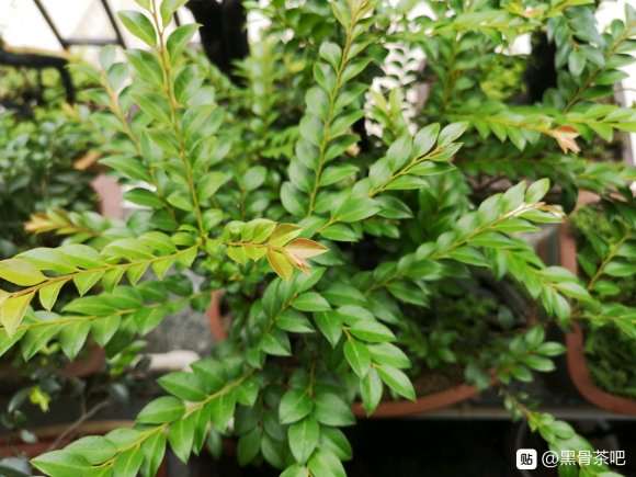 广西的黑骨茶下山桩可以吗 我买了2个