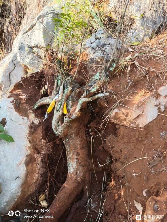 广西多头黑骨茶下山桩 丛林的 怎么样