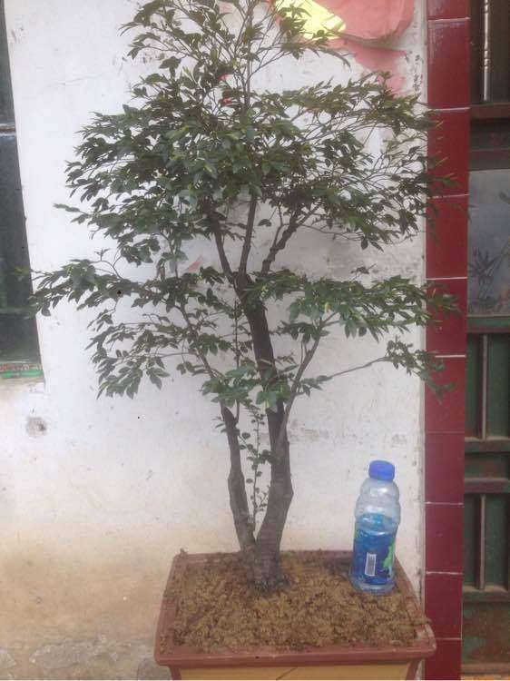 黑骨茶下山桩什么时间剪枝子 冬天可以吗