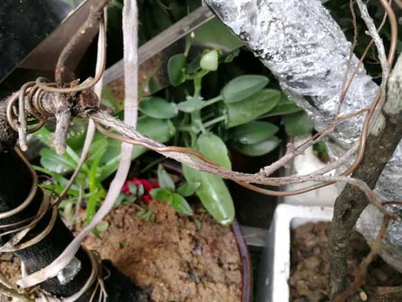 黑骨茶下山桩得了什么病了 叶子都掉光了