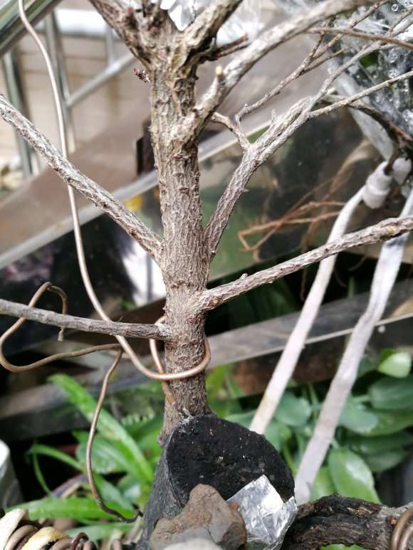 黑骨茶下山桩得了什么病了 叶子都掉光了