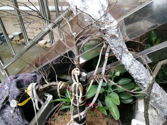 黑骨茶下山桩得了什么病了 叶子都掉光了