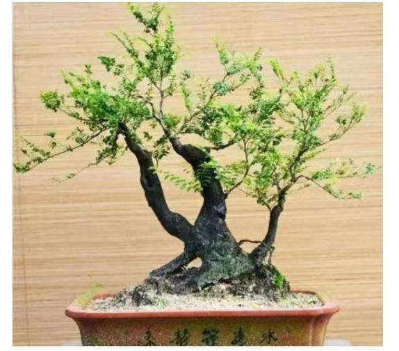 黑骨茶下山桩已经有成熟的作品