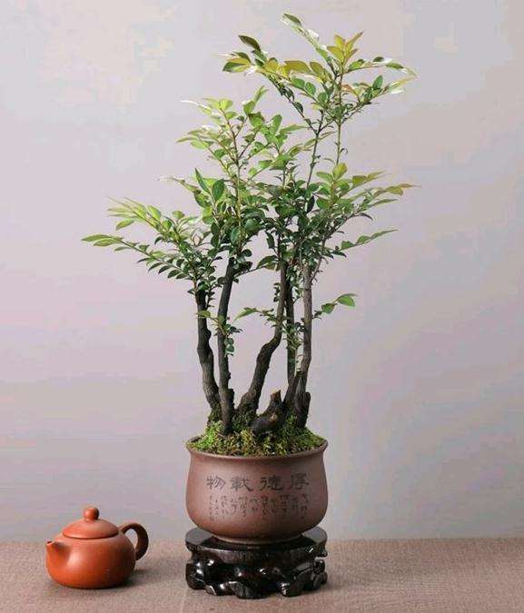 黑骨茶下山桩已经有成熟的作品