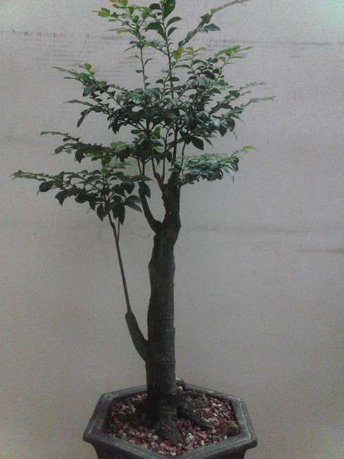 种了好久的黑骨茶下山桩怎么造型